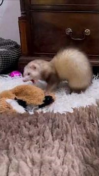 How to Read Ferret Food Labels in 30 Seconds