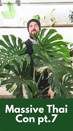 Patrick and Tiffany on Instagram: "How to Grow a Massive Thai Constellation pt.7. The secret is light. More than anything else you need as much light as you can possibly throw at these things. If you learn nothing else from this series I hope that you consider adding grow lights to your plant care journey. They open so many doors and will change what is possible for you to grow properly indoors. #monstera #thaiconstellation #monsterathaiconstellation #plantcare #plantcaretips"