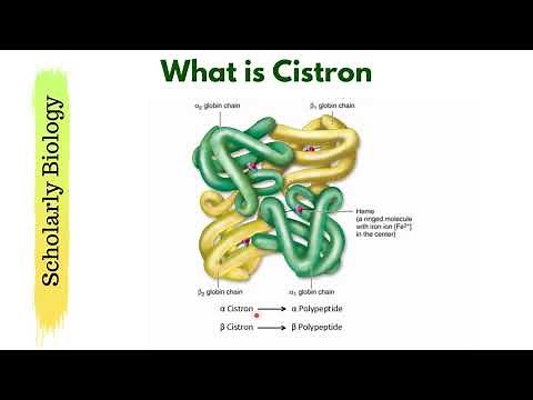 Gene vs Cistron | Molecular Basis of Inheritance | Biology Class 12/NEET