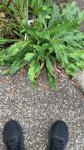 When Your Neighbor Brings His Weeding Tools to Help You.I was a Parent…to an Alien in My Driveway 😂