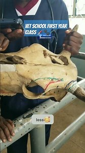 studying bones and muscles on the skeleton #vet #vetschool #vethospital #animals #skeleton #viral as