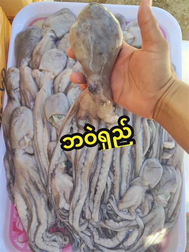 Blue Wave seafood & commodity distribution #တောင်ကြီး #seafood #ပင်လယ်စာအစုံ #စားမယ်ဝါးမယ် #syp