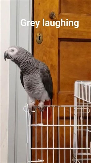 Grey's evil laugh collection 😭🦜
