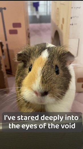 Don’t mess with Mi when she’s hangry! 🤣😂😅 Check out all of Mi's favorite guinea pig snacks here! https://tinyurl.com/mw62shu2 #guineadad #guineapig #peaflakes #guineapigfamily #babyguineapigs #guineapigcare #guineapigoftheday #guineapiglovers #guineapigmom #guineapiglove | GuineaDad
