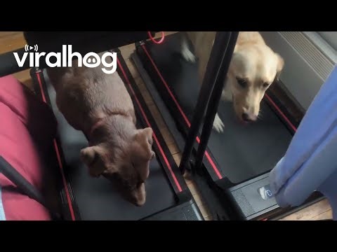 Dogs on Treadmills || ViralHog