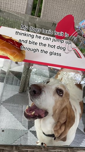 Going to be an expensive dental bill if he tries anything #bassethound #fyp #hotdog #hotdogdog #dog #dogsoftiktok #doglover #hungrydog #stupiddog #dogandglass #dumbdog #cutedog #funnydog #bassethoundsoftiktok