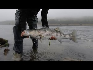 Fishing the Cape Cod Canal during July