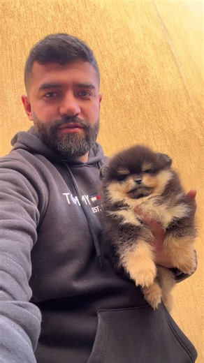 ‏black&ten bear type#pom #pomeranian #pomi