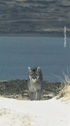Puma punya nama terbanyak di dunia hewan Puma disebut juga cougar, mountain lion, panther, hingga catamount. Jumlah nama julukannya mencapai puluhan tergantung daerahnya. Bisa melompat sangat jauh Puma mampu melompat hingga sekitar 12 meter ke depan dan lebih dari 4 meter ke atas dalam sekali lompatan. Termasuk kucing besar yang tidak bisa mengaum Berbeda dengan singa atau harimau, puma tidak bisa mengaum. Mereka lebih sering mendengkur, mendesis, dan menjerit. Pemburu yang sangat diam Puma meng