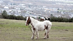 ‘Major milestone’ on tethering campaign following parliament debate - Horse & Hound