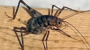 Welcome to camel cricket season. What to know about the jumpy creatures in the basement.