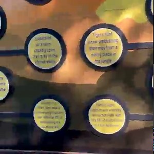 1.4M views · 1.9K reactions | The lions reacting to a zebra costume is the funniest thing we’ve seen all week  | San Antonio Zoo | Facebook