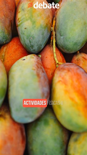 🥭😋 Temporada de mango en Sinaloa: conoce 7 beneficios de esta fruta tropical | Debate