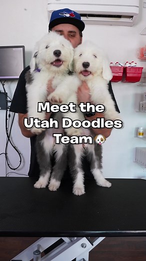 Meet the Utah Doodles team!! 🐶 It takes a village #fyp #trend #meettheteam #introduction #coworkers #breeder #responsiblebreeder #dog #puppy #goldendoodle