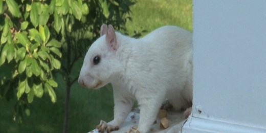 WKU’s White Squirrel Phenomenon