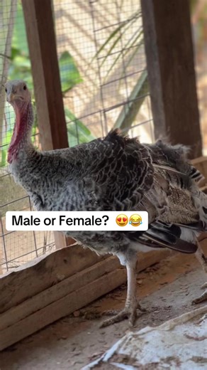 Identifying Male and Female Turkeys in Farming