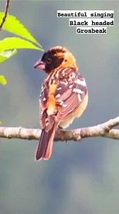 So beautiful singing of black headed Grosbeak #reels #bird #sounds #singing #nature | Okicau