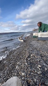 180K views · 4.4K reactions | Loon alert! Two Common Loons are back...