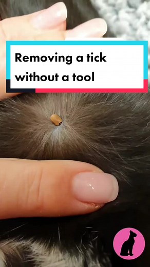 How to Safely Remove a Tick from Your Cat Without a Tool