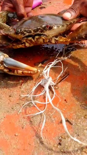 967K views · 10K reactions | Big mud crab 呂呂呂 | கடல் | Facebook