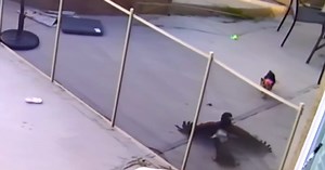 Teen goes wild when hawk tries to carry off Yorkie puppy