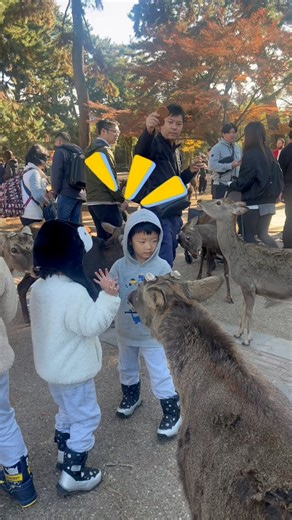 Foreign tourists feeding rice biscuits to deer.♥️ #naraparkjapan #narapark | Nara Deer