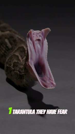 3 Animals That Look Deadly But Aren’t #SNAKE