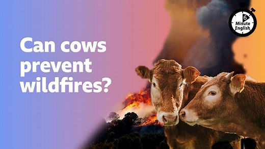 BBC Learning English - 6 Minute English / Can cows prevent wildfires?