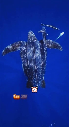 Ocean giant 700 kg turtle dives 1,200 meters 🐢🌊 #facts #marinebiology, #shorts,