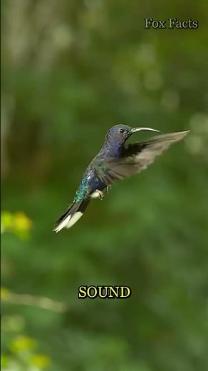 Hummingbirds: Nature’s Tiny Helicopters! 🚁🐦