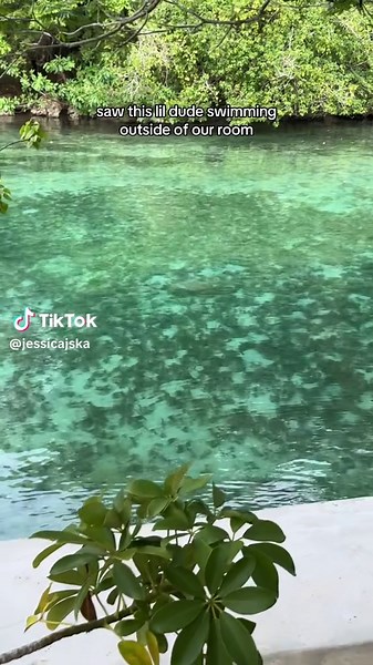 A Small Creature Swimming Outside Our Room