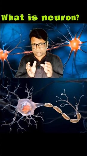 How Neurons ACTUALLY Work
