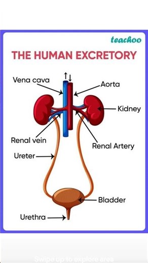 #urinary system #kidney #part of kidney #functions of kidney #nefron