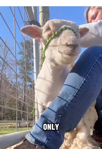 ‏#CapCut #خروف_العيد #خروف #العيد #فلوقر_فارس | end of year recap capcut