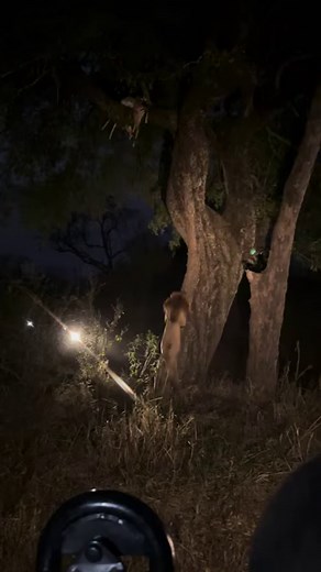 Crocodile Battles it Out | Wild Africa