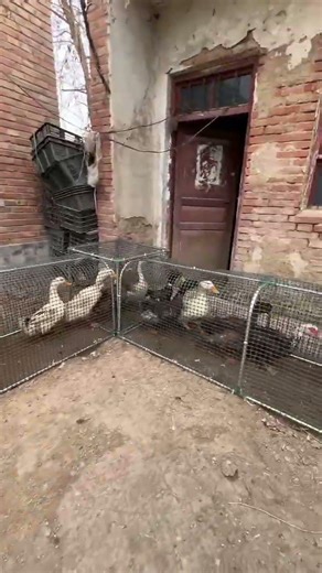 Smart Chicken Run Setup for Modern Poultry Farming 🐔🇺🇸#ChickenRun #PoultryFarming