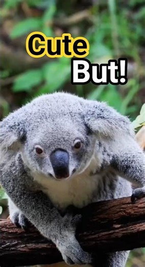 Cute Faces, Hard Lives | Koala #shorts