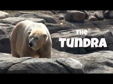 Arctic Tundra Facts ❄️ | The Frozen World at the Edge of the Earth 🌍