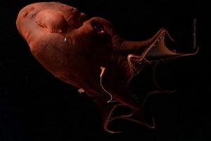 DNA of ‘vampire squid from hell’ helps explain how octopuses evolved