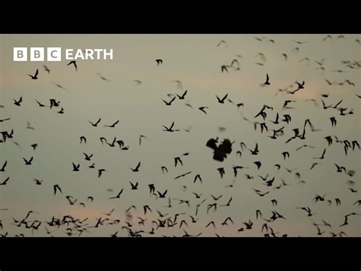 BBC Earth: Huge Bat Swarm Hunted By Skilled Aerial Predators