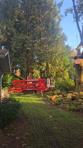 There were considerable targets in the area to avoid, which made for a very small drop zone. Barry is a true expert when it comes to finesse and was able to piece this large tree down without any issues. 360-870-0699 www.capitaltree.net #thurstoncountytreeservice #capitaltreeexperts #qualitytreework #TreeExperts #capitaltree #bestofsouthsoundwinner #olympiatreeservice | Capital Tree Experts LLC