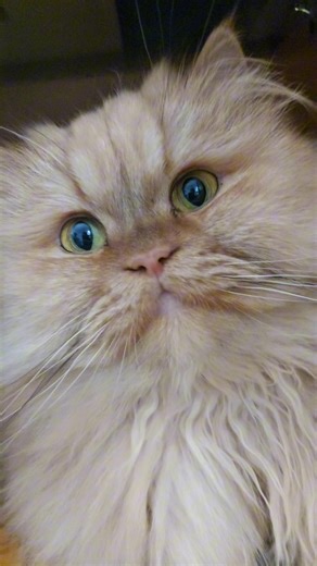 POV: Your Cats Have Opposite Personalities 😴😾