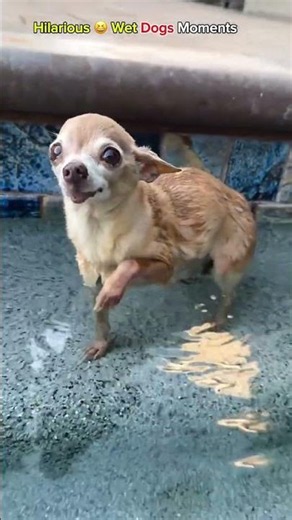 the Most Hilarious Wet Dog Moments 😂🐶💦