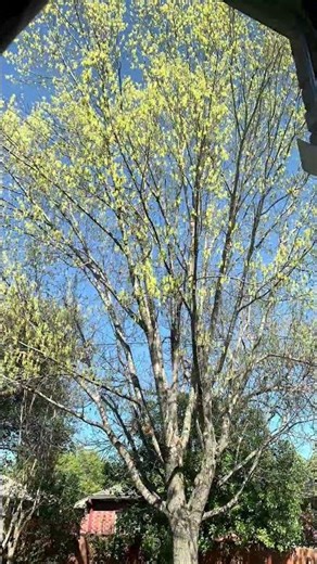 Timelapse: Red Oak tree sprouting leaves in Texas spring