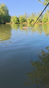 26K views · 238 reactions | Screaming Reels #theshorehunter #seafishing #fishing #pondfishing #fish #fishinglife #carpfishing #carp #tenchfishing #coarsefishing #bassfishing #bass #riverfishing | The Shore Hunter | Facebook