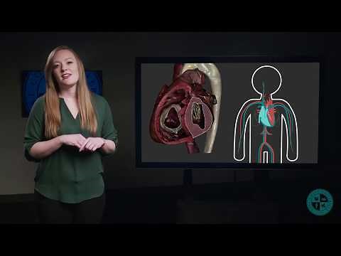 Anatomy Series - Layers of the Heart