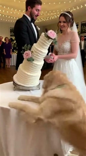 Dog Destroys Wedding Cake Before Cutting!
