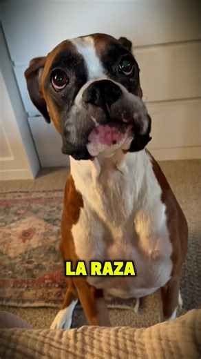 Adorable Boxer Dog Moments on TikTok