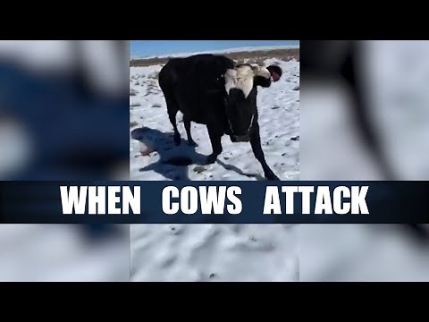 When Cows Attack