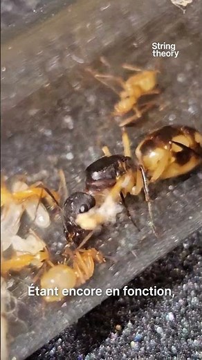 SEB_Camponotus